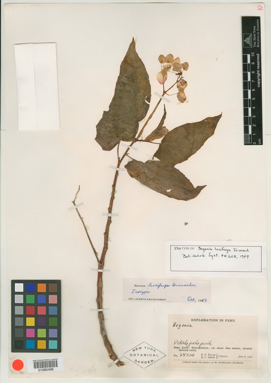 B. lucifuga